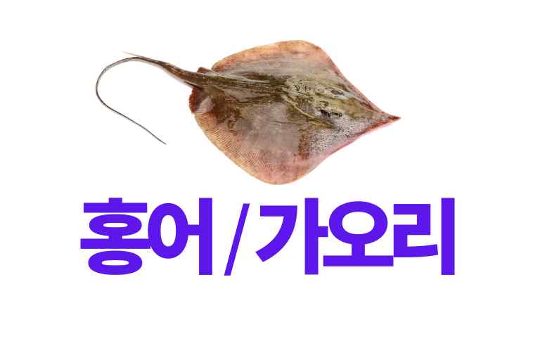 홍어 가오리 차이 대표이미지