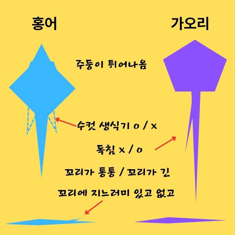 홍어 가오리 차이